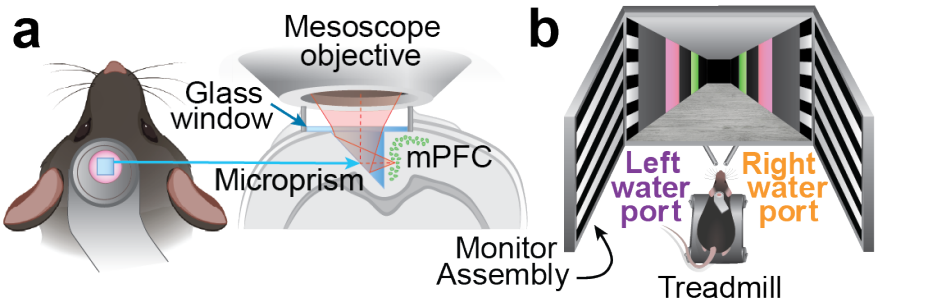 Two-photon imaging of the medial prefrontal cortex through a microprism, and a head-fixed mouse navigating a virtual-reality corridor on a treadmill.
