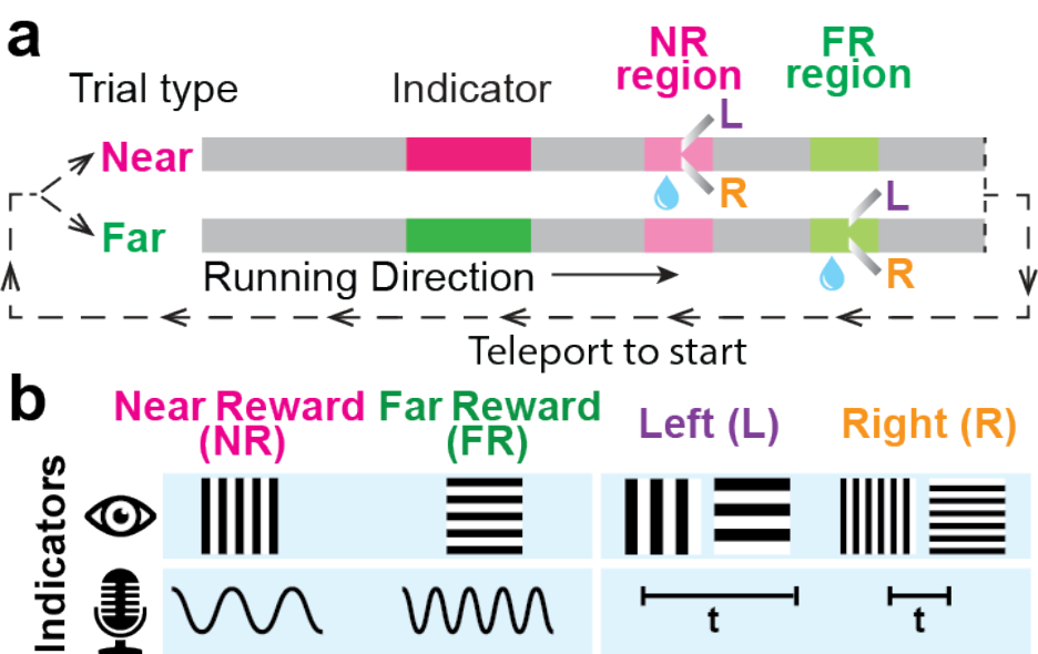 A shared task structure with near or far rewards and left or right lick directions, represented by visual patterns or auditory tones.